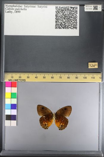 Media type: image;   Entomology 213606